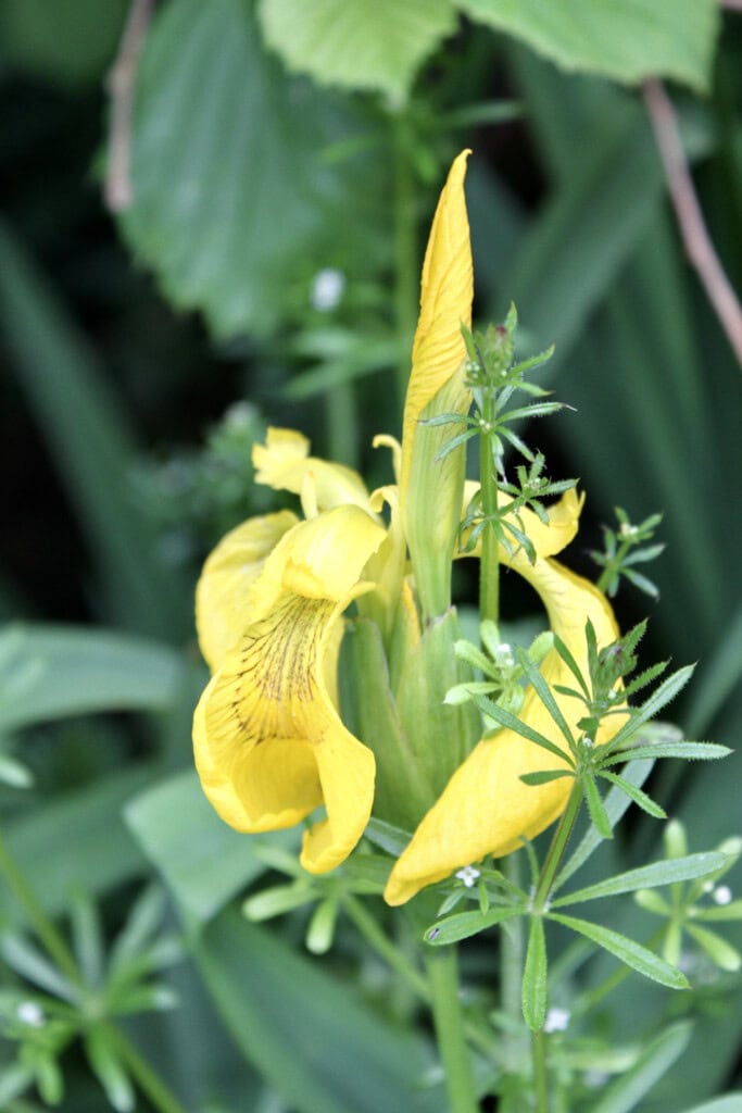 Yellow iris