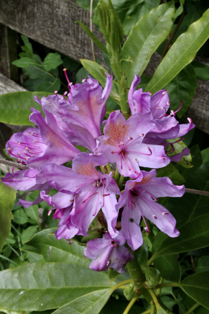 Pink rhodies