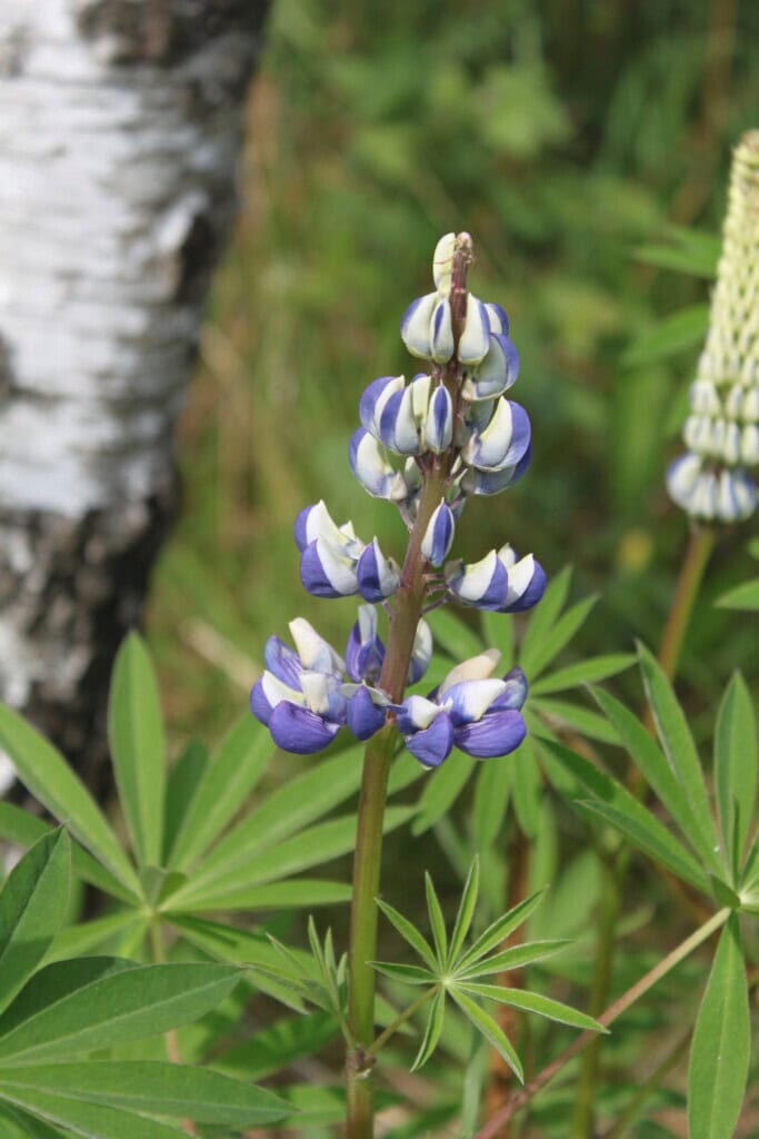 Wild lupines