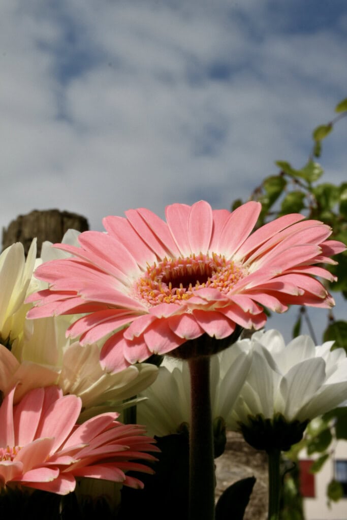 Pink daisy
