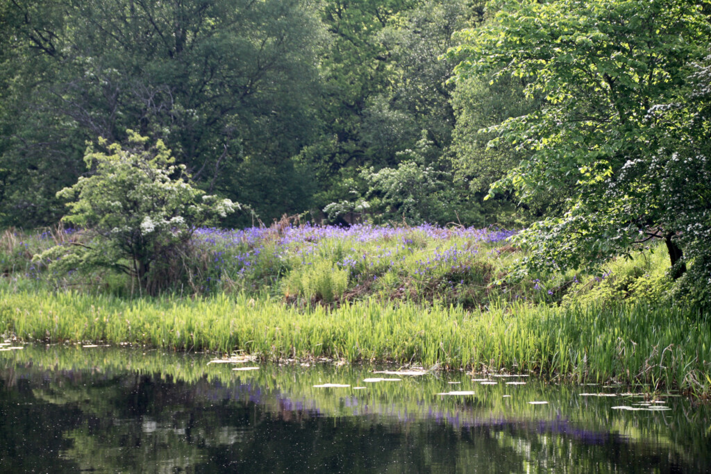 Bluebells by the Forth & Clyde Canal