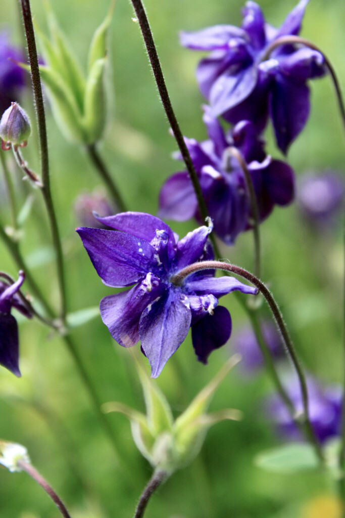 Purple columbines