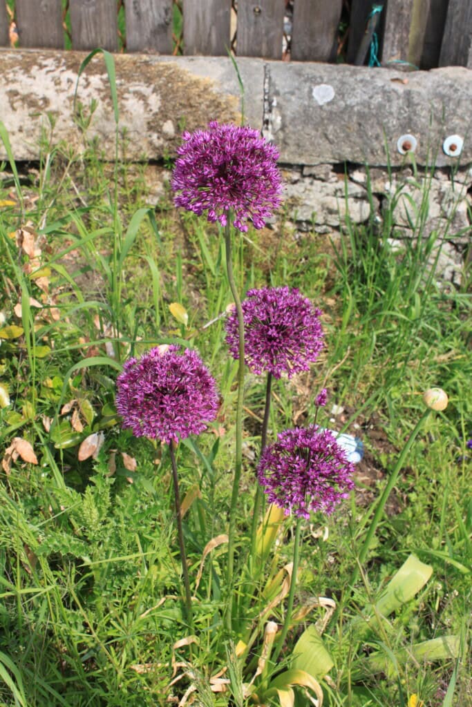 Purple alliums