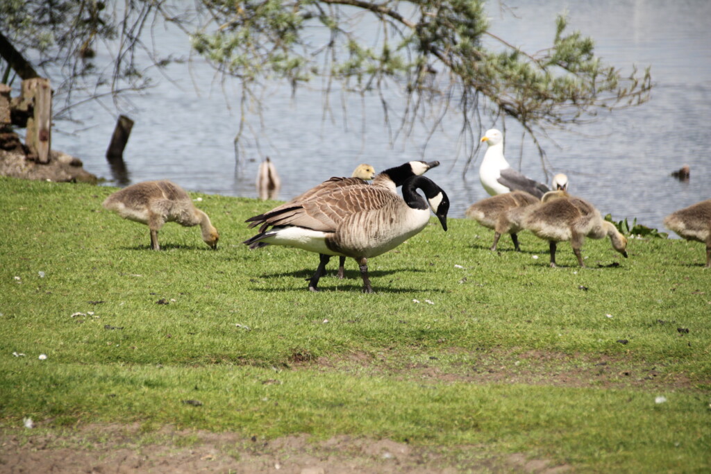 Canada geese & gull