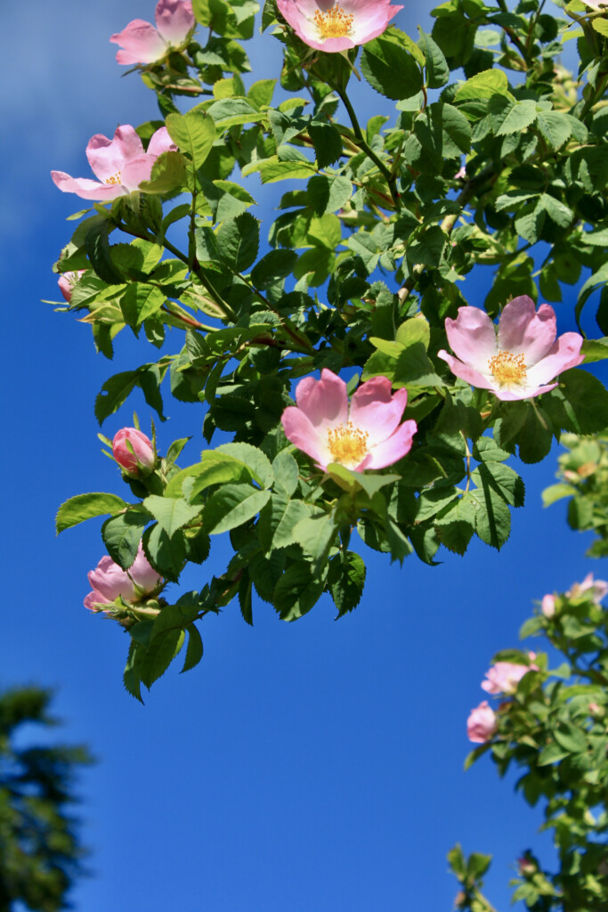 Wild roses