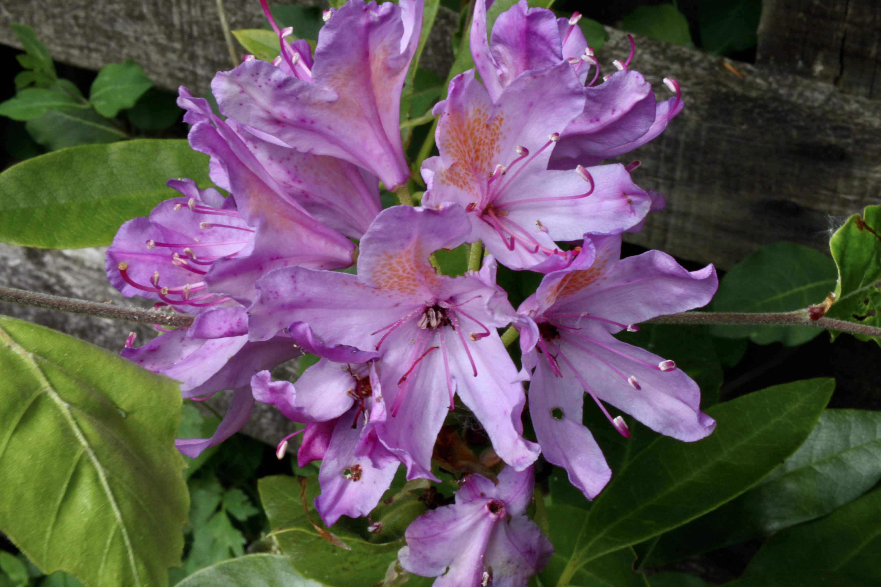 Pink Rhodies — FOTD Jun 20