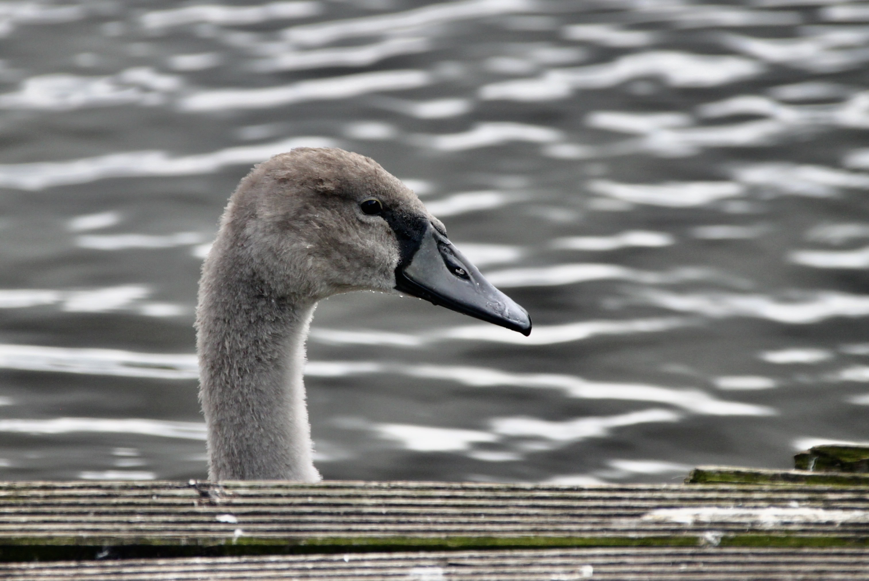 Signet — Monday Portrait 28 June