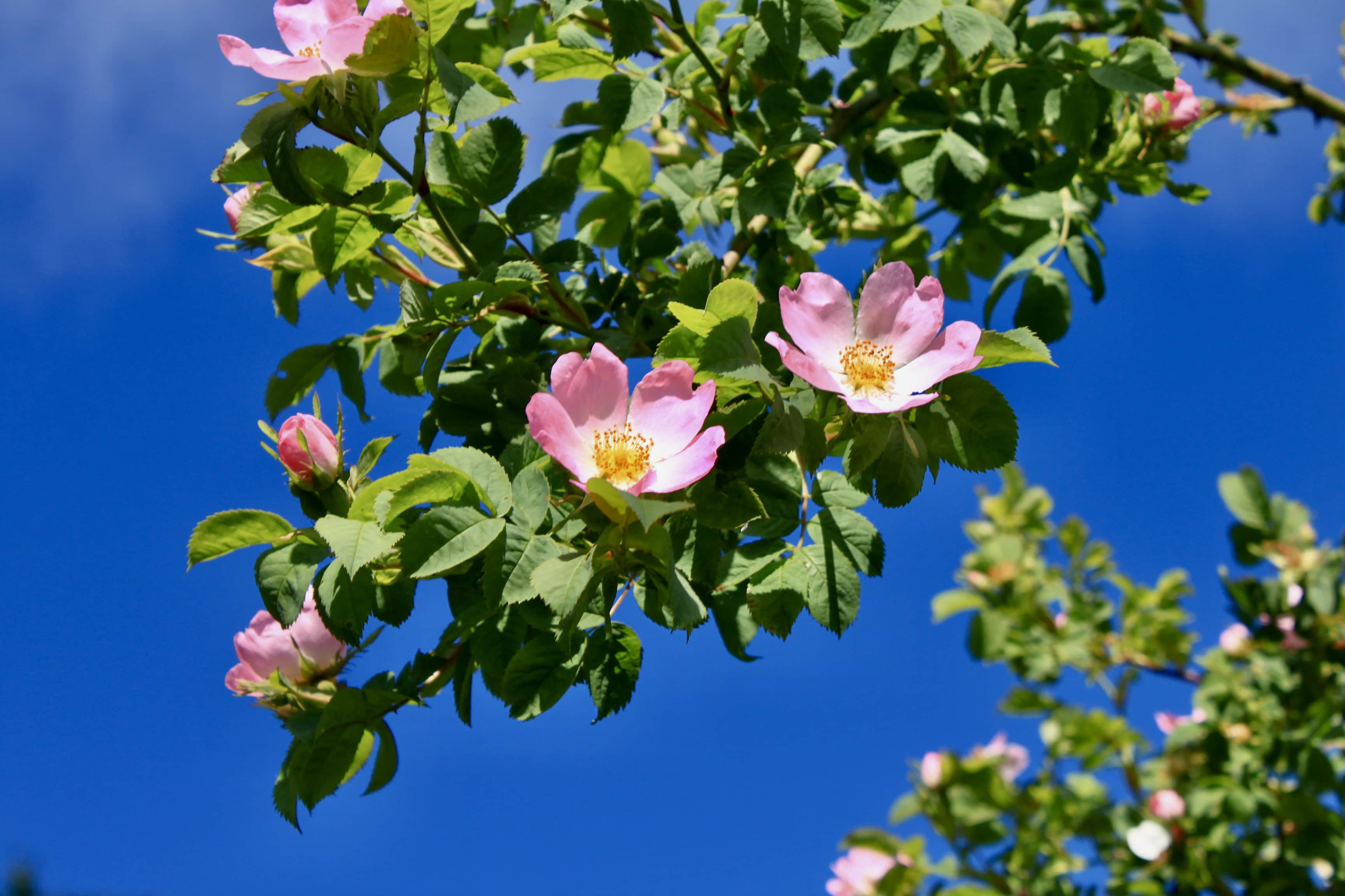 Roses Up High — FOTD Jun 23