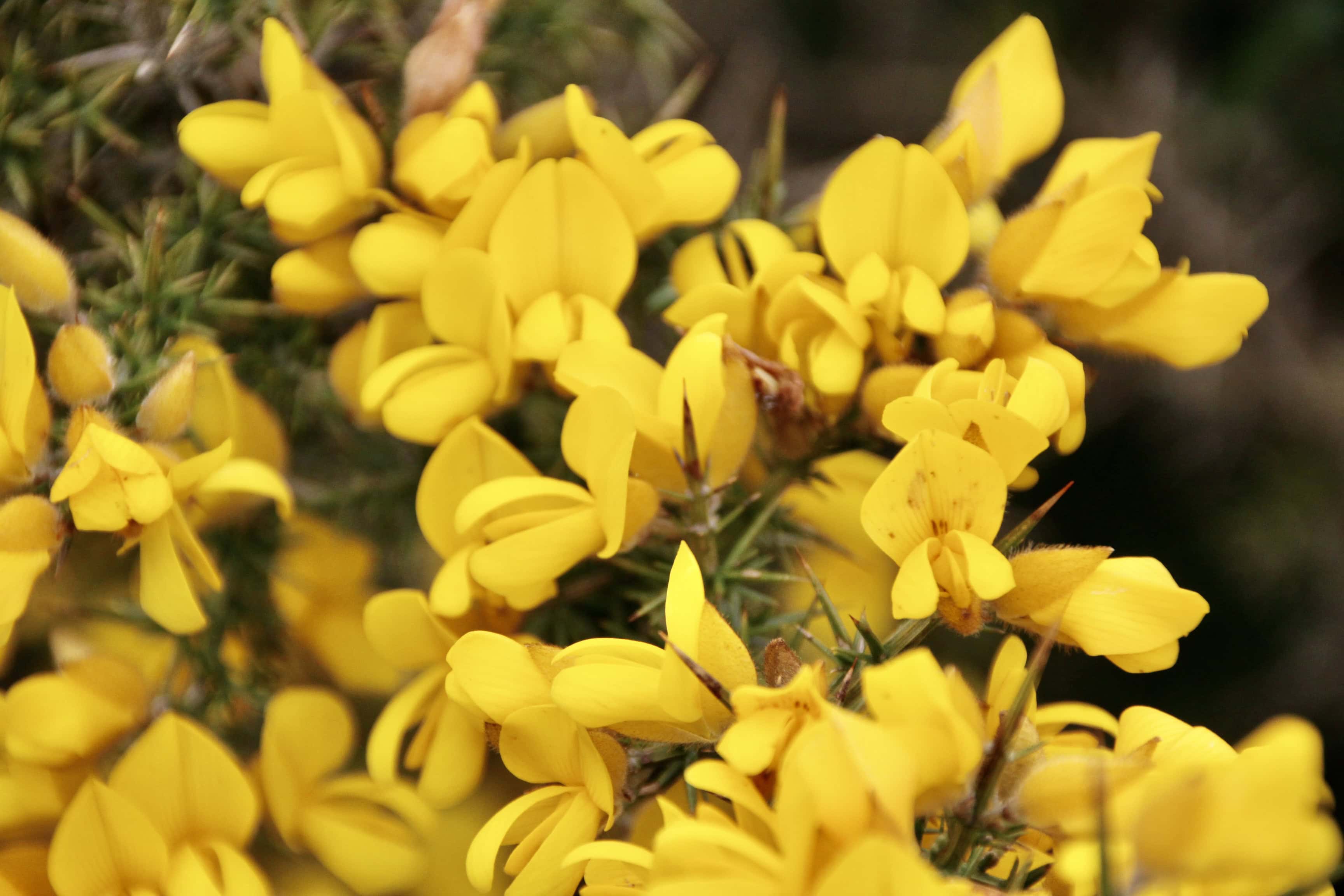 Gorse — FOTD Jun 01