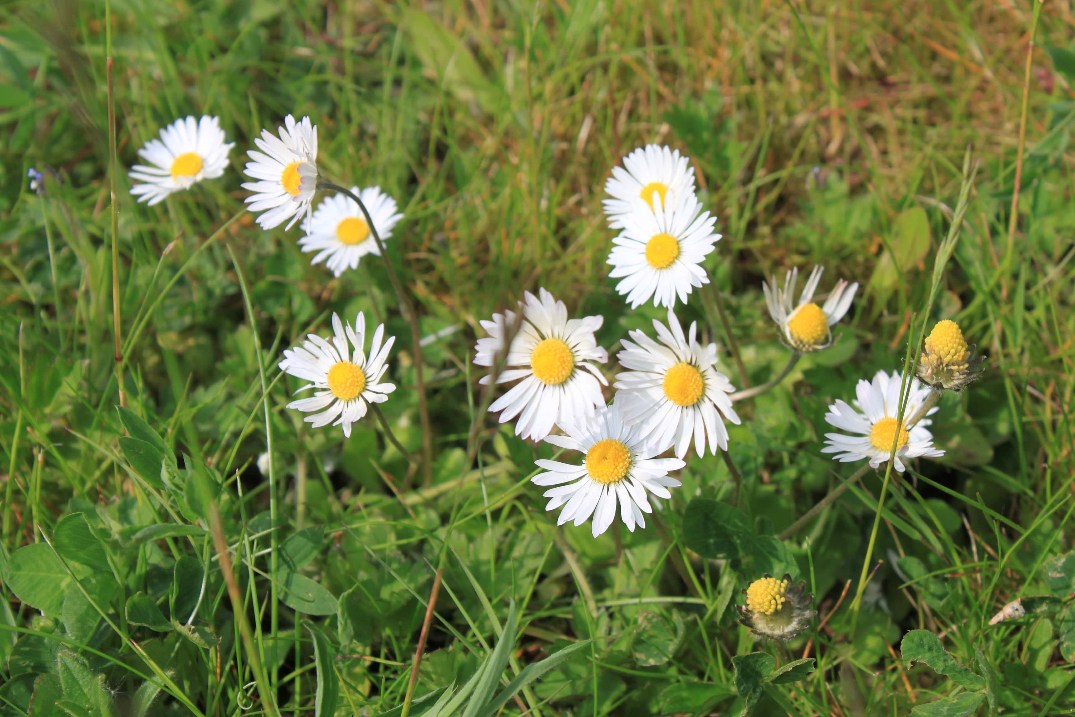 Daisies — FOTD Jun 06