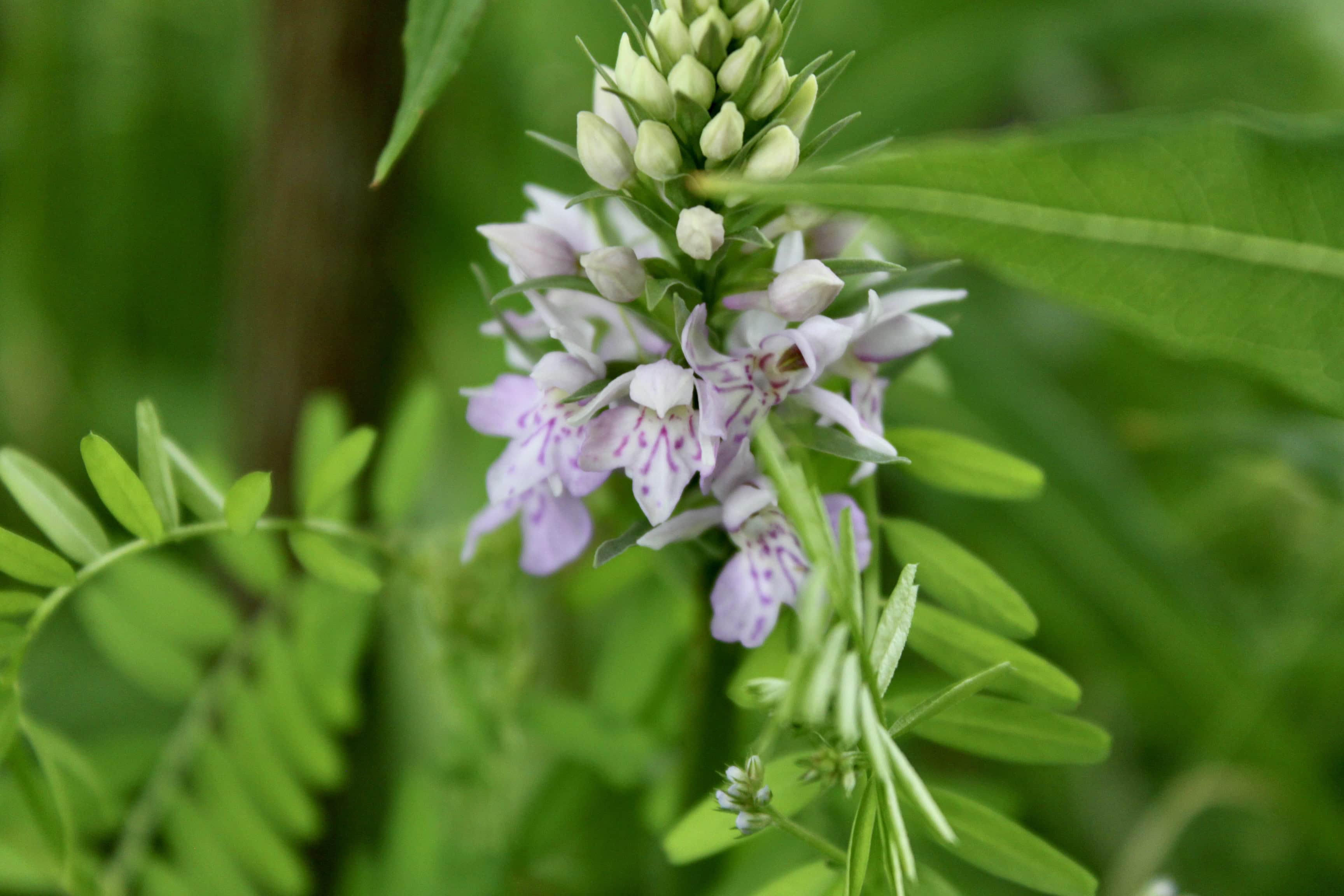 Northern Marsh Orchid — FOTD Jun 28