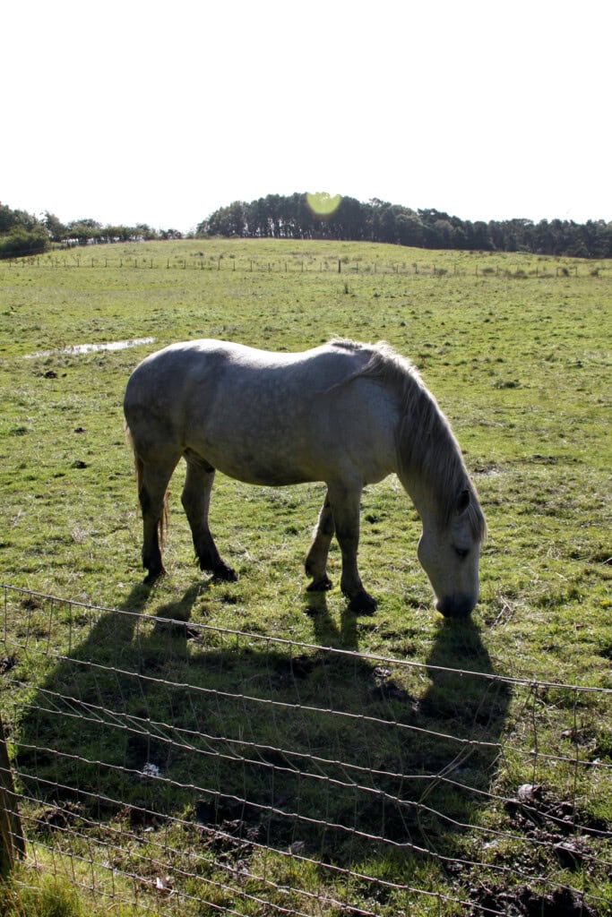 Horse & shadow