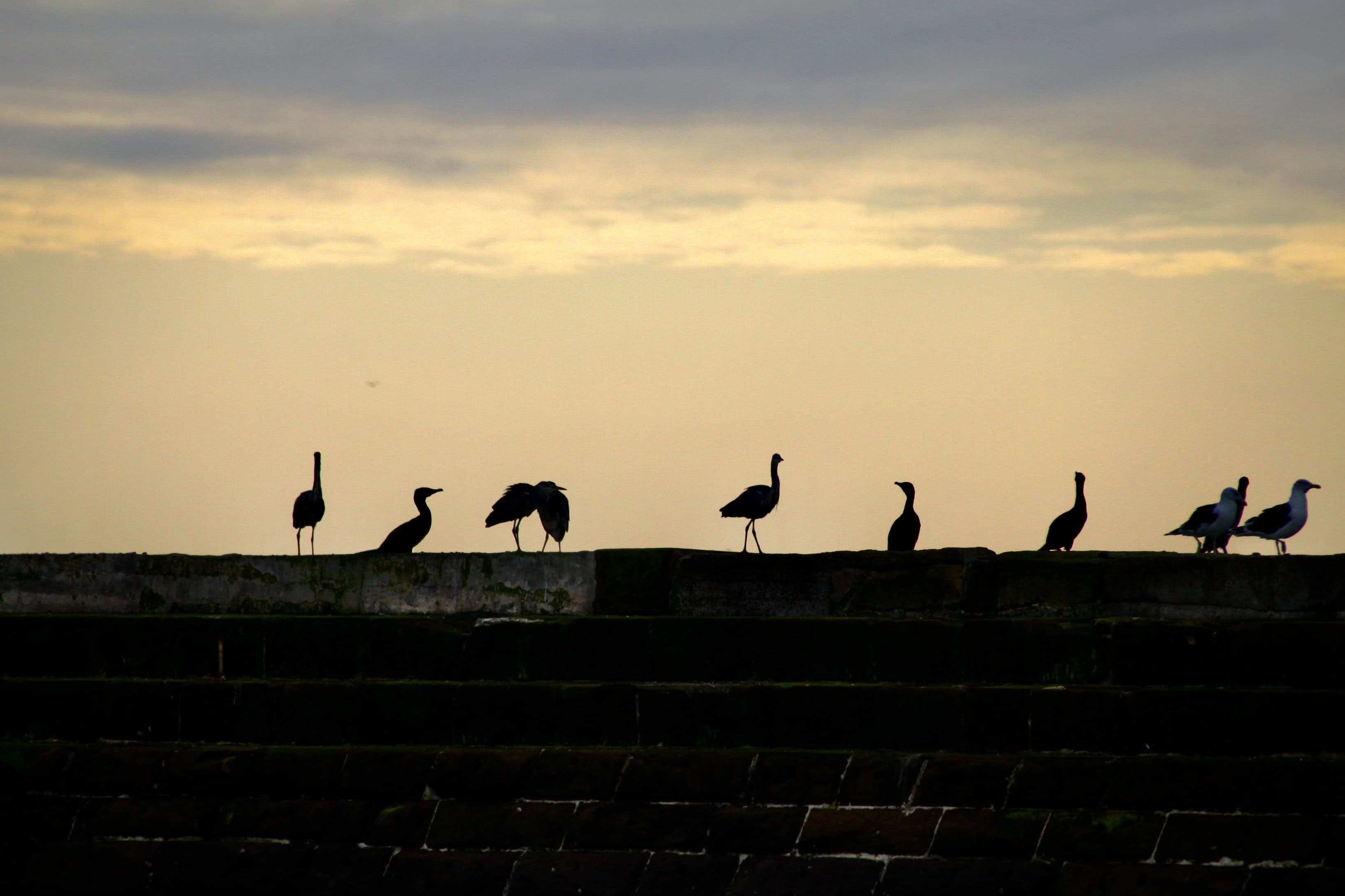Bird Weekly – Photo Challenge: More Than One Bird Species in a Photo
