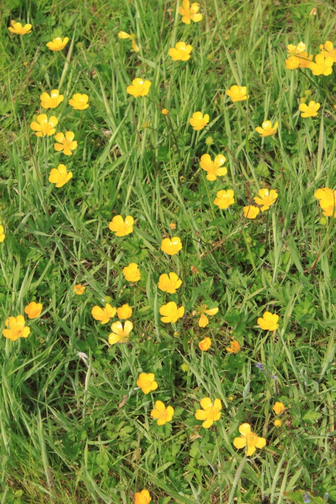 Buttercups