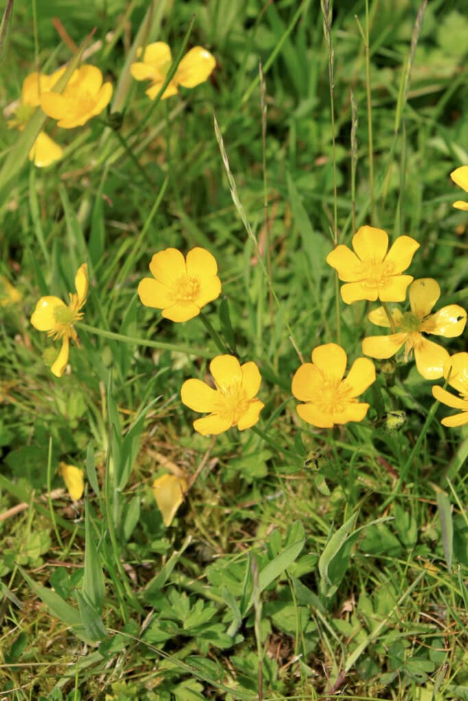 Buttercups