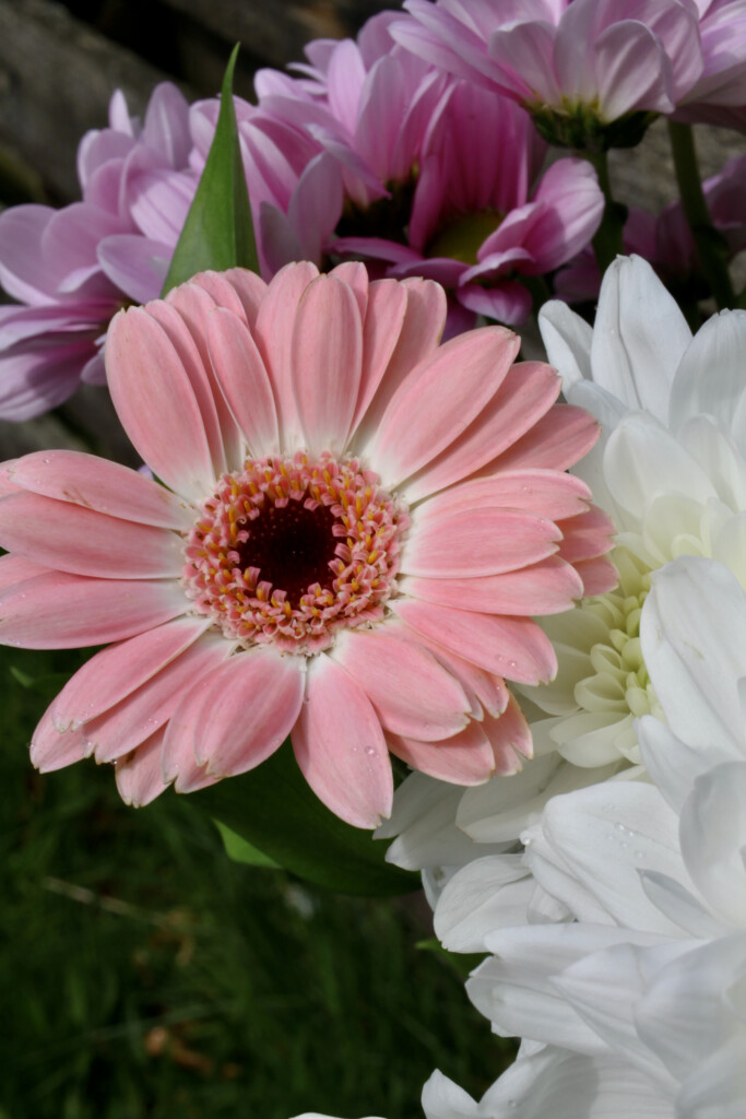 Gerbera Daisy