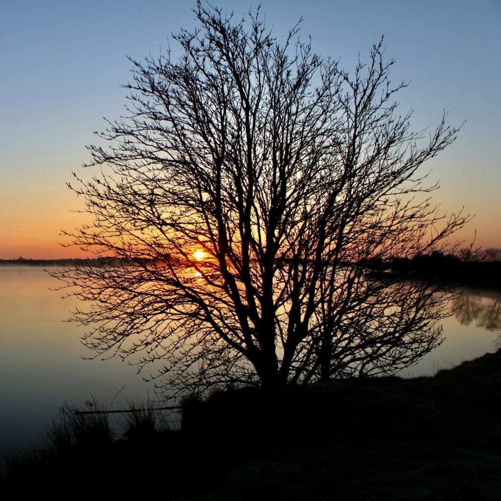 Silhouette at dawn