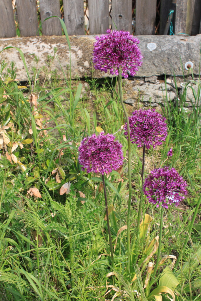 Purple alliums