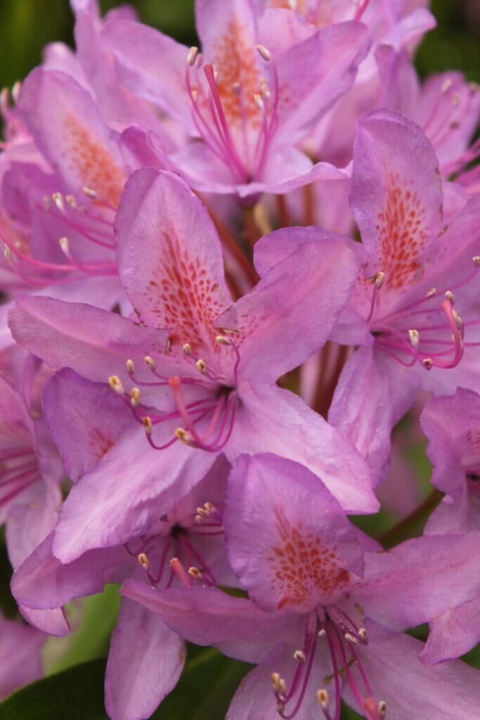 Rhododendrons