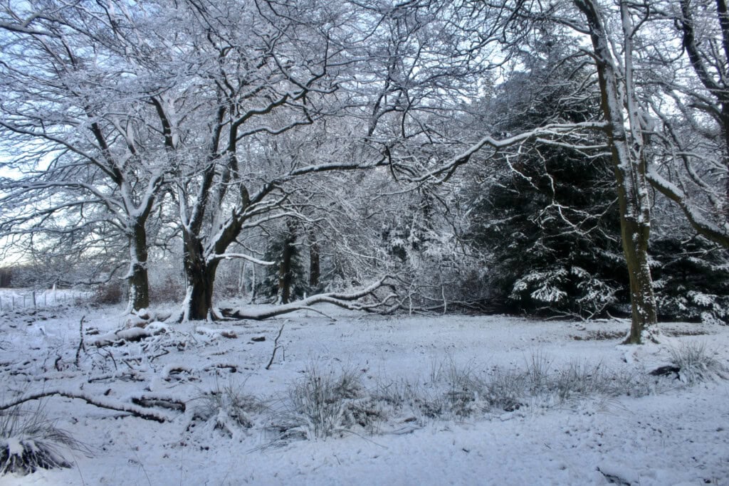 Snowy clearing