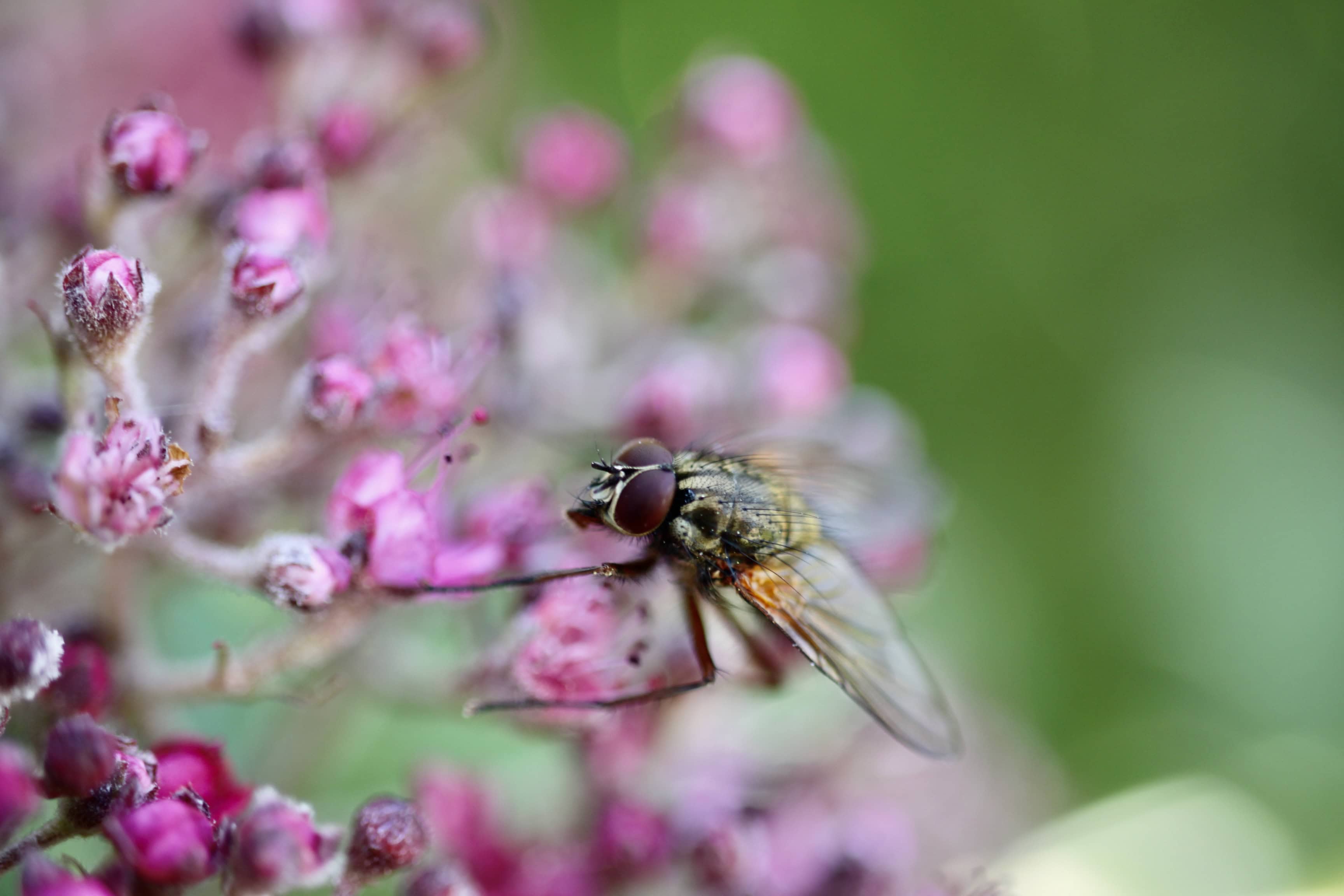 Fly in Close — Macro Monday 19 July
