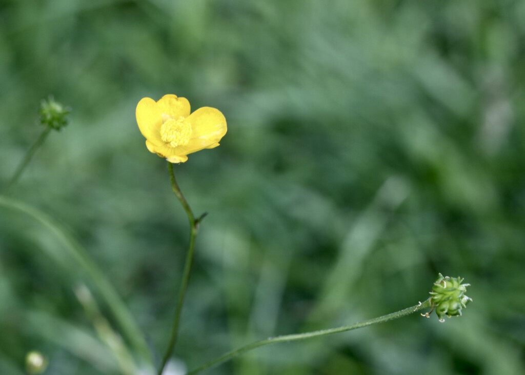 Buttercup