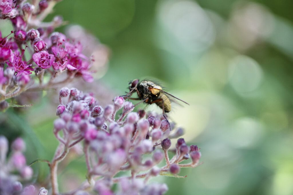 Fly