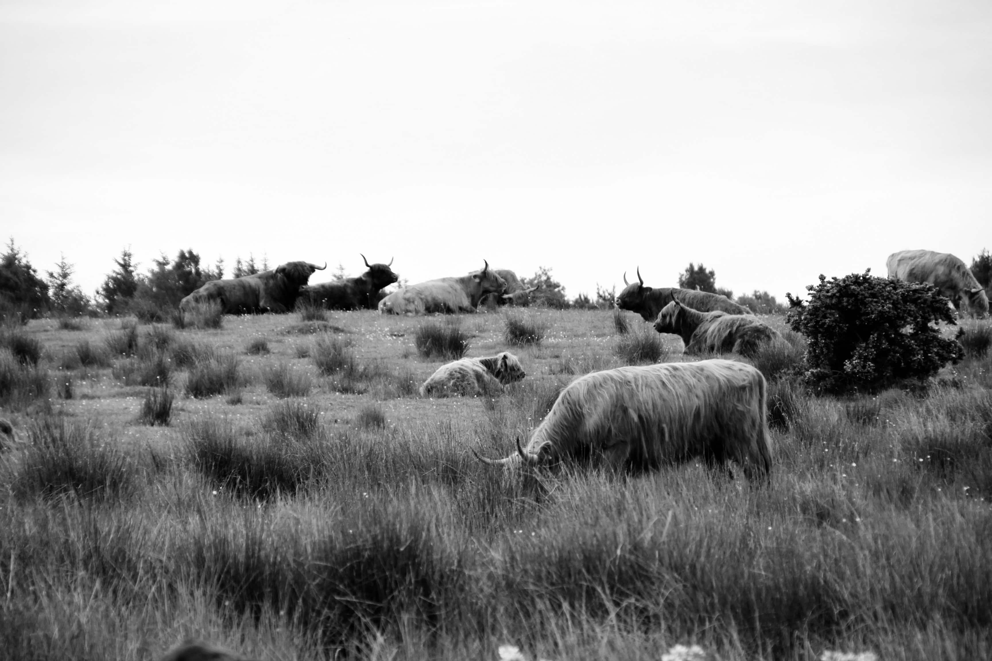 My Local Area — CBWC