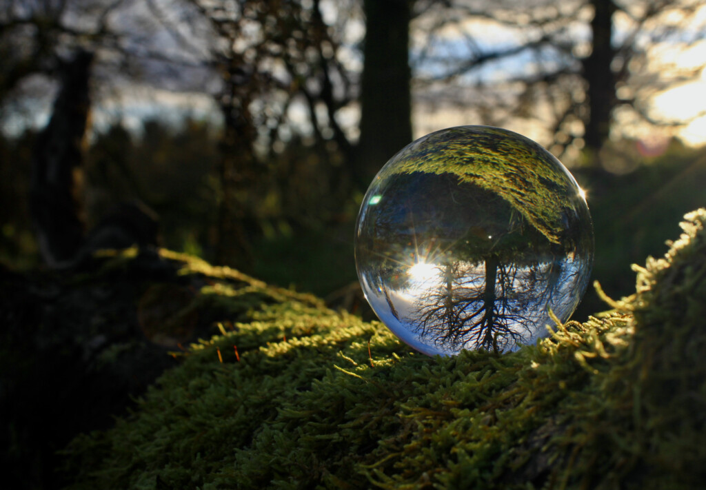 Lensball on a mossy branch