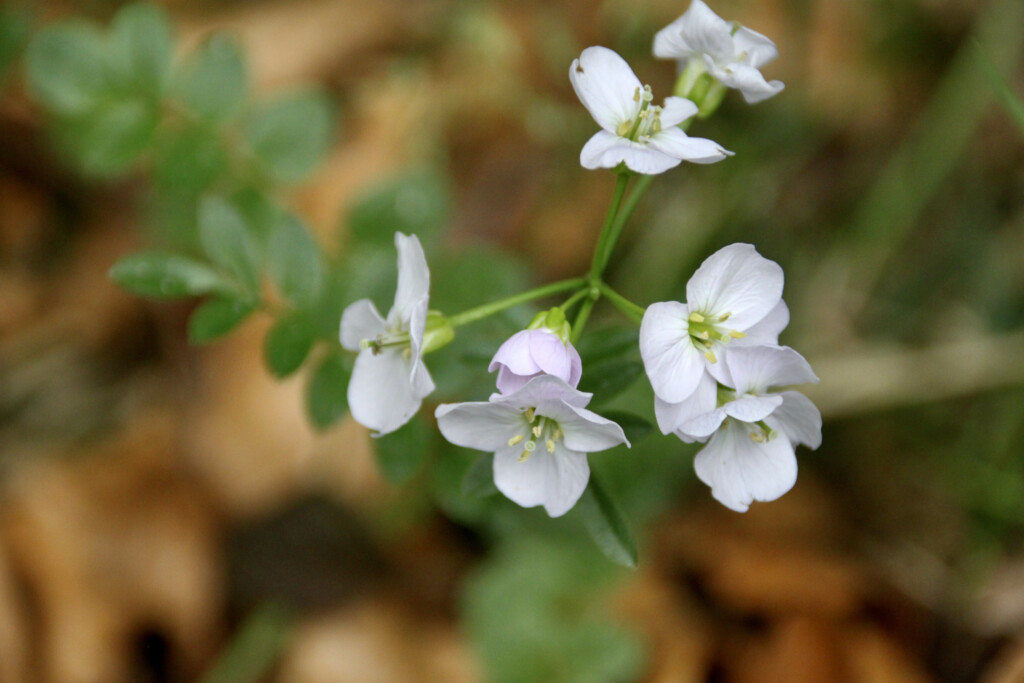 Tiny flowers