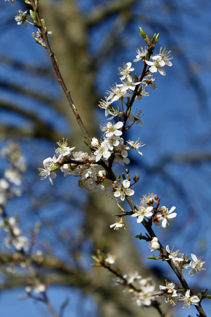 Tree blossom