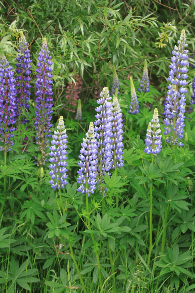 Lupines