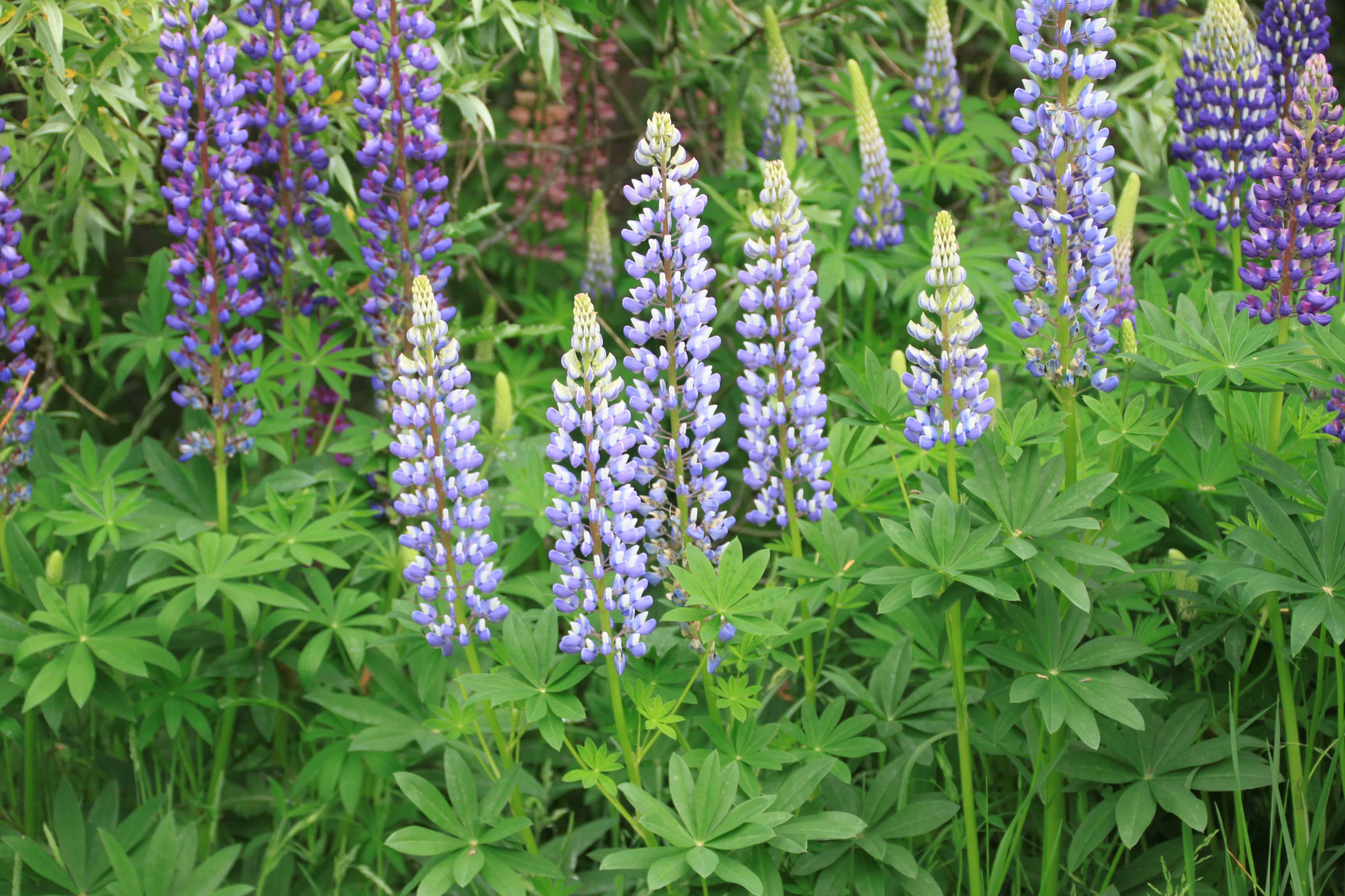 Lupines — FOTD Jul 03