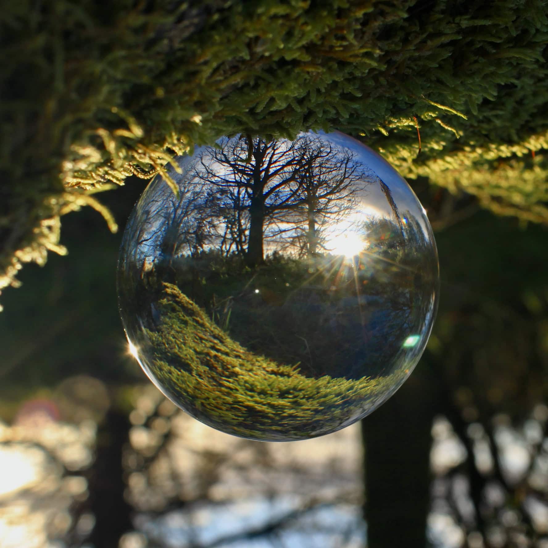 Sitting on a Green, Mossy Branch — Sunday Stills & #TreeSquare