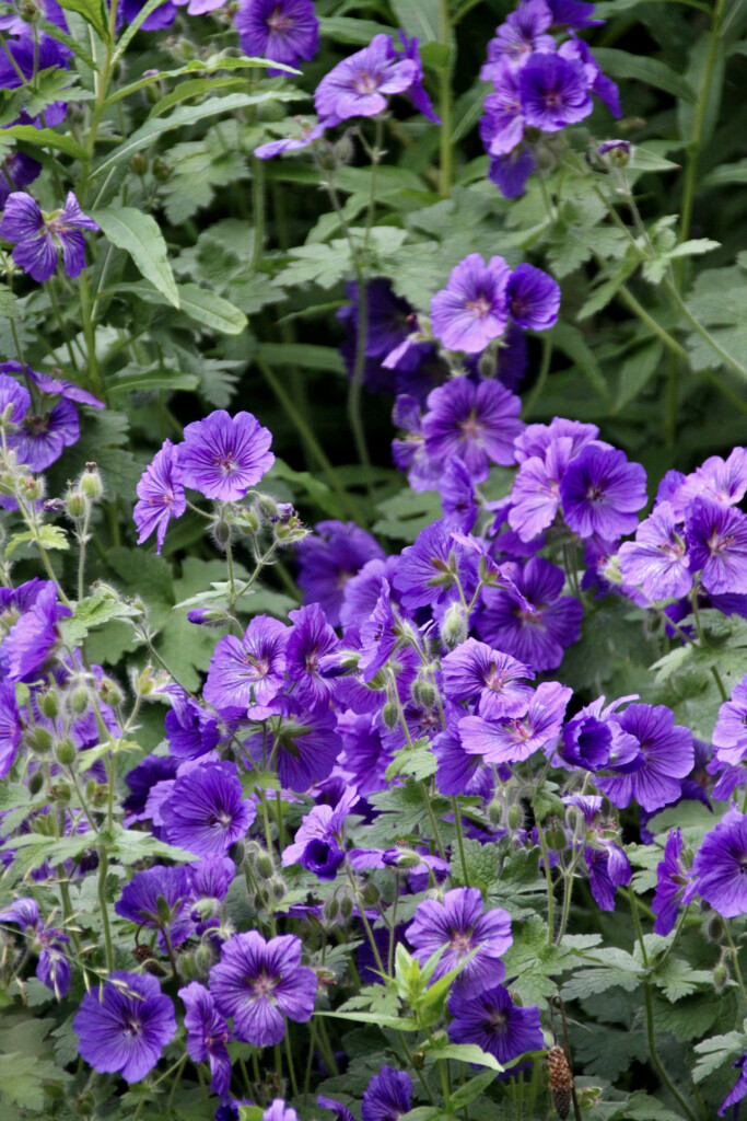Purple geraniums