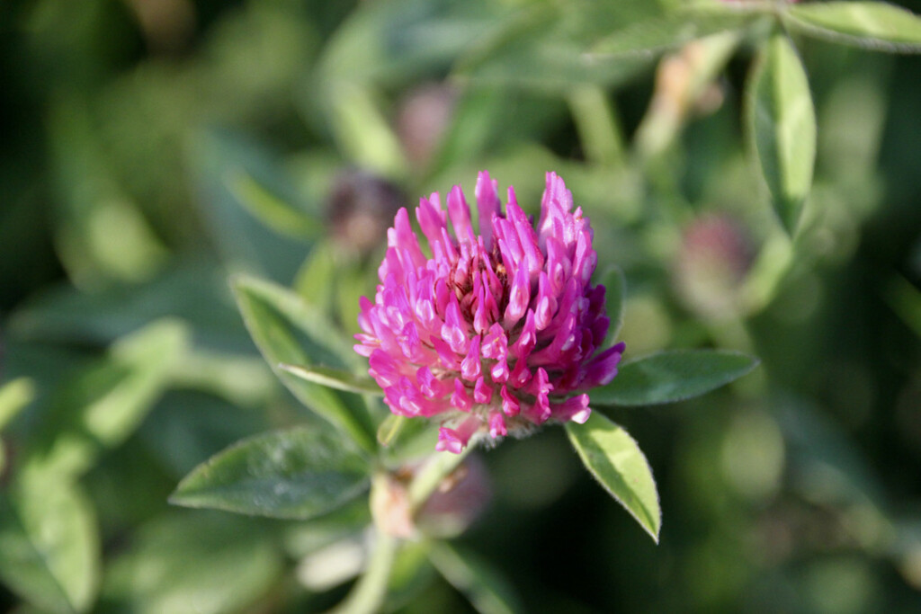Red clover