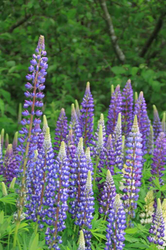 Lupines