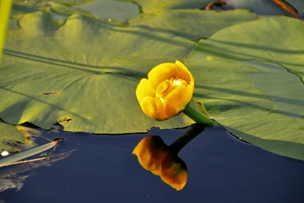 Yellow water lily