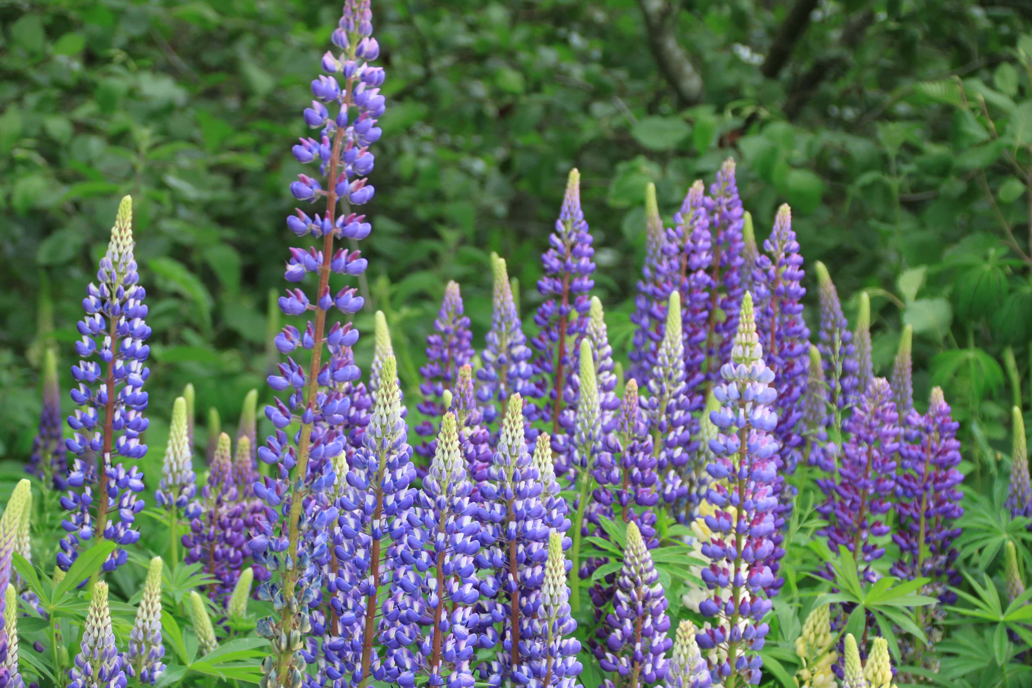 More Lupines — FOTD July 04