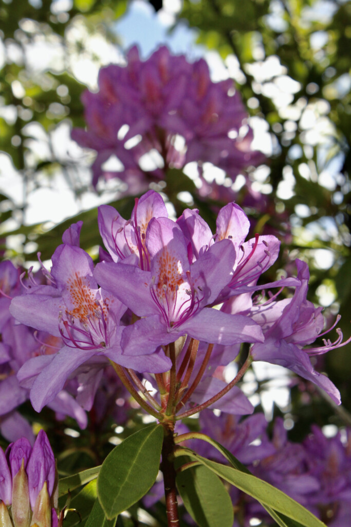 Rhododendrons