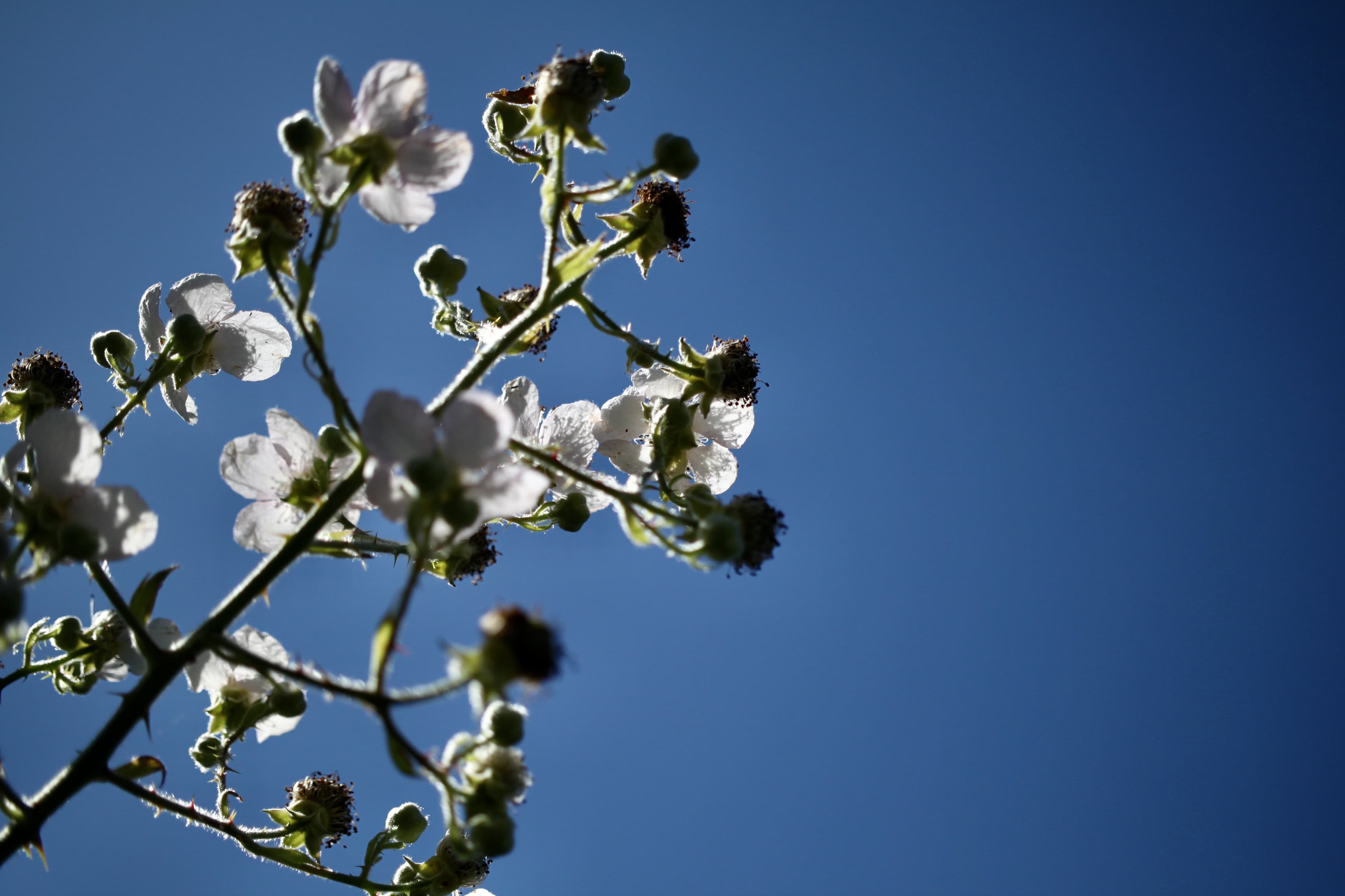 Bramble Flowers Against the Blue — FOTD July 20