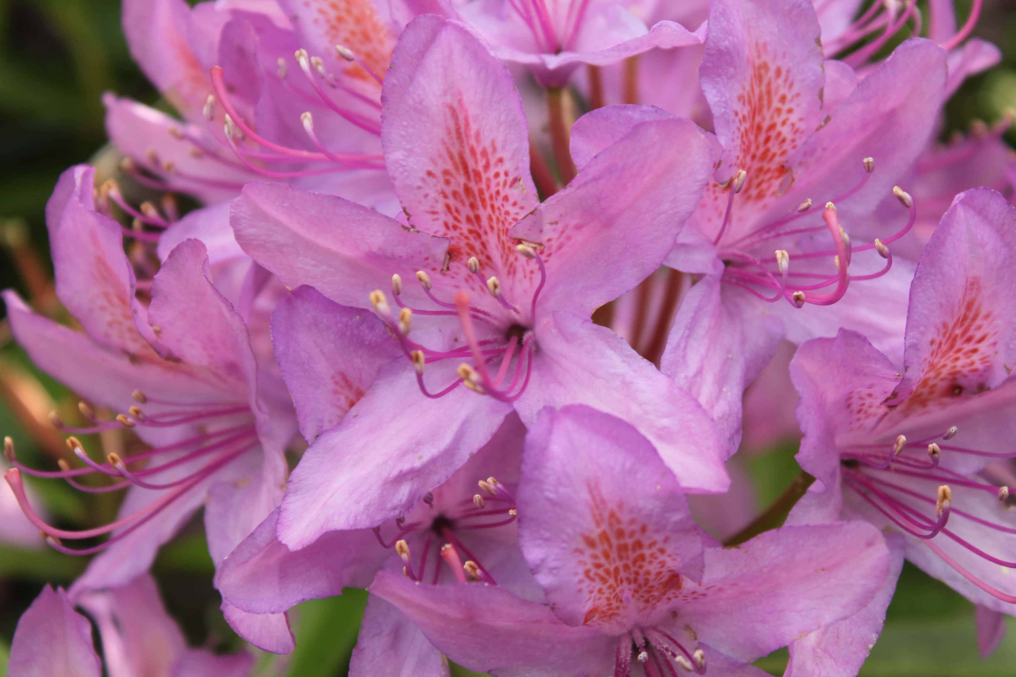 Rhododendron #1 — FOTD July 18