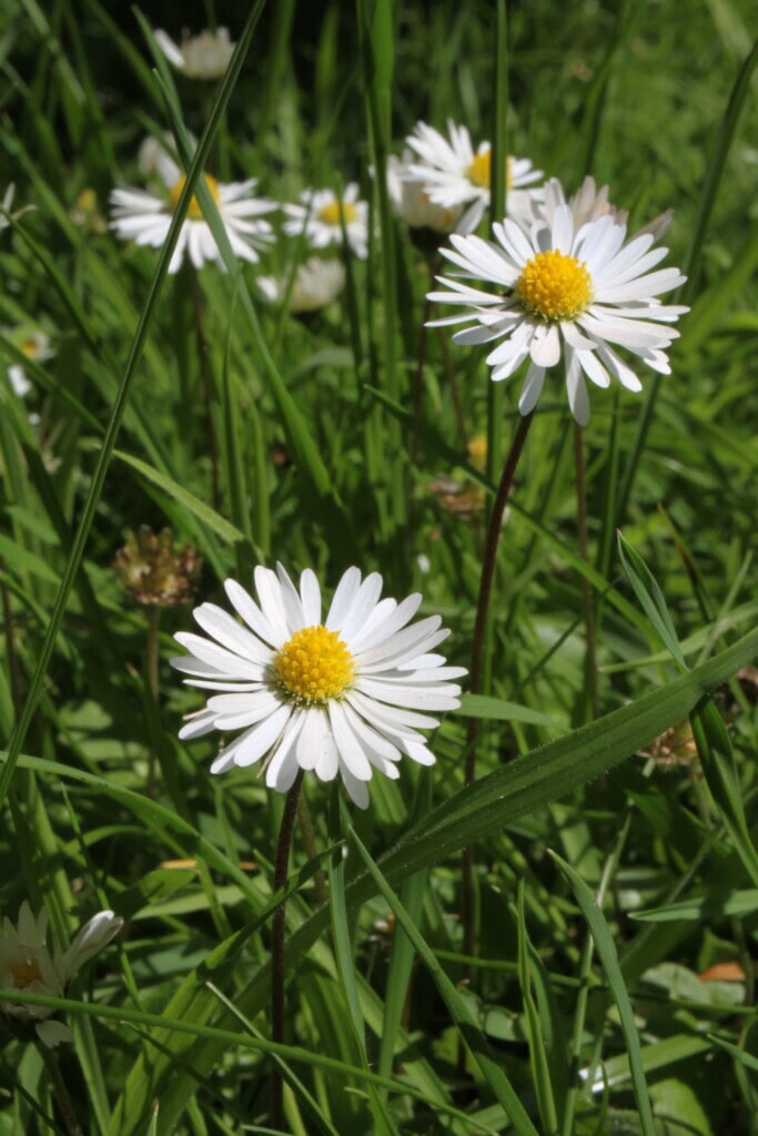 Daisies