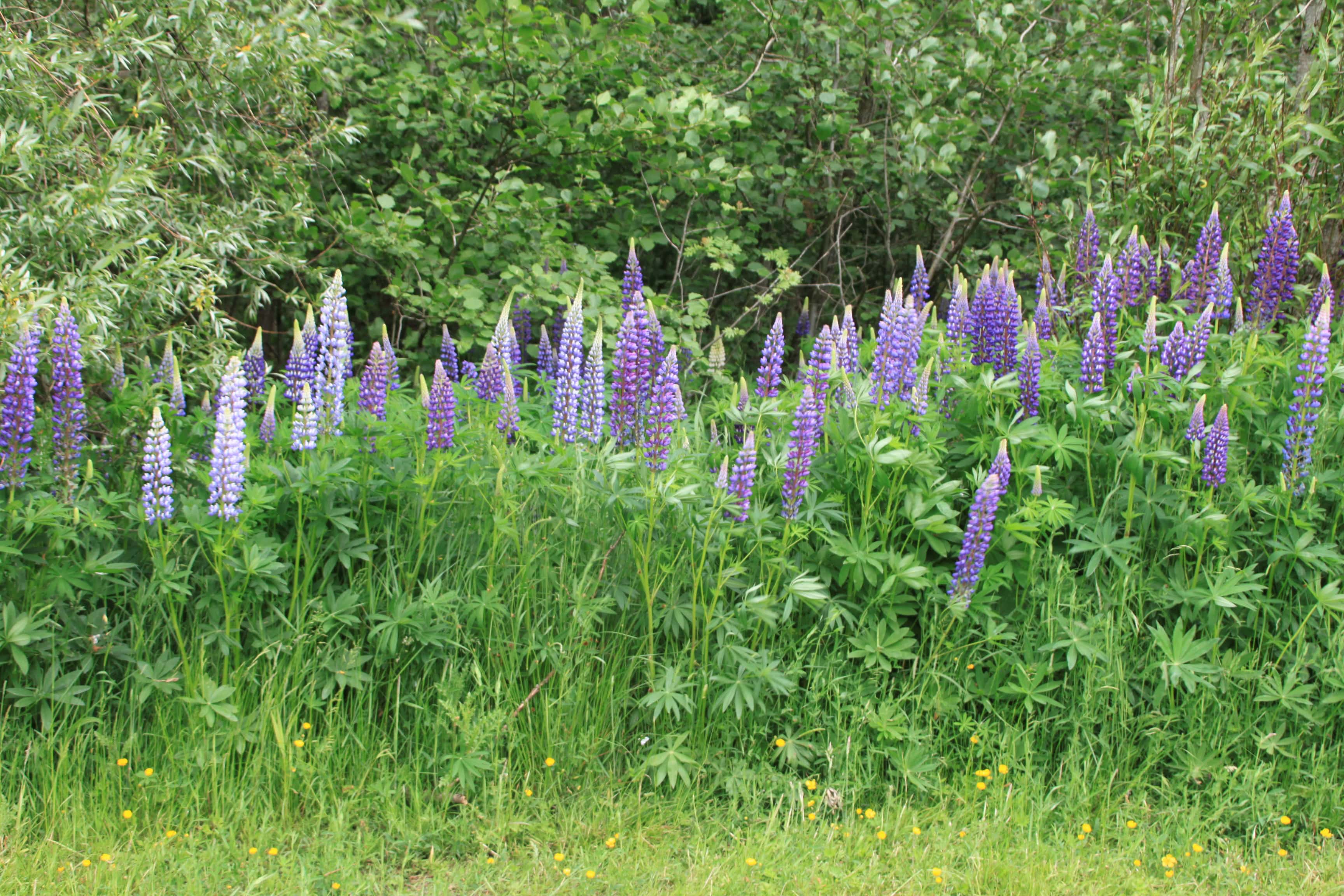 Wall of Lupines — FOTD July 02