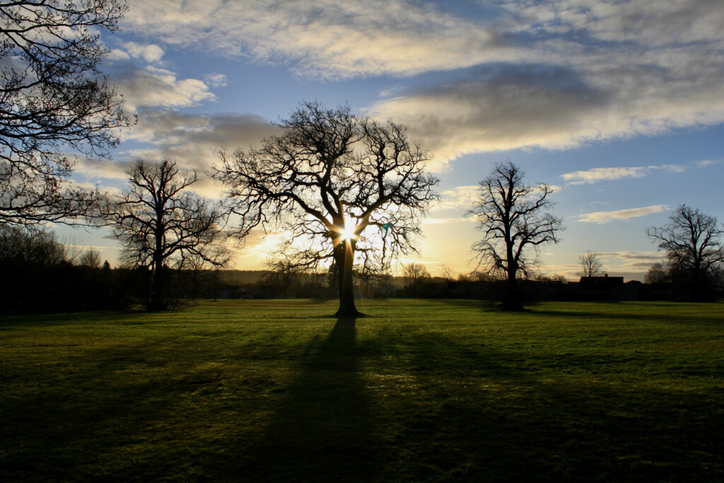 Sun bursting through a tree