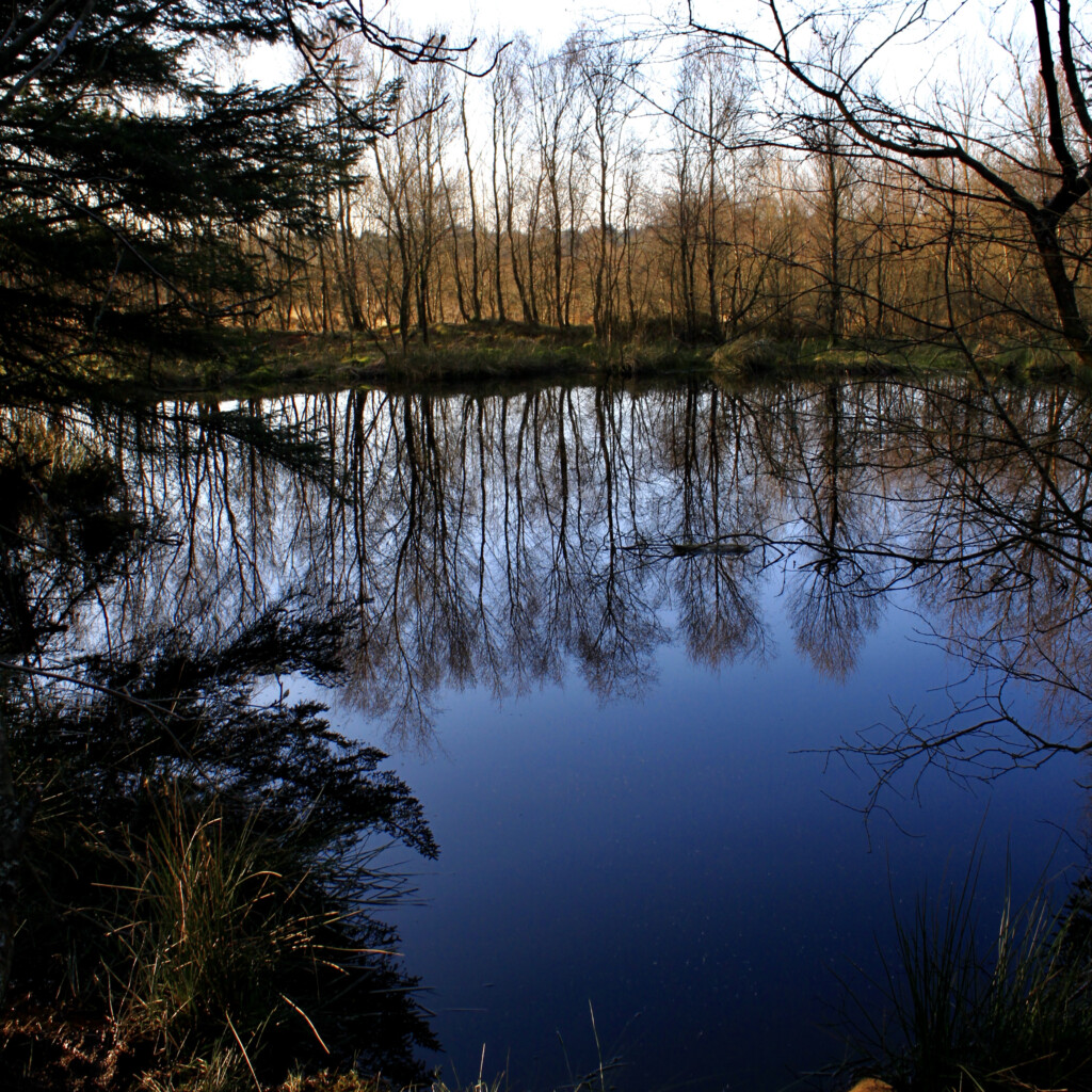 Trees reflected in a lochan