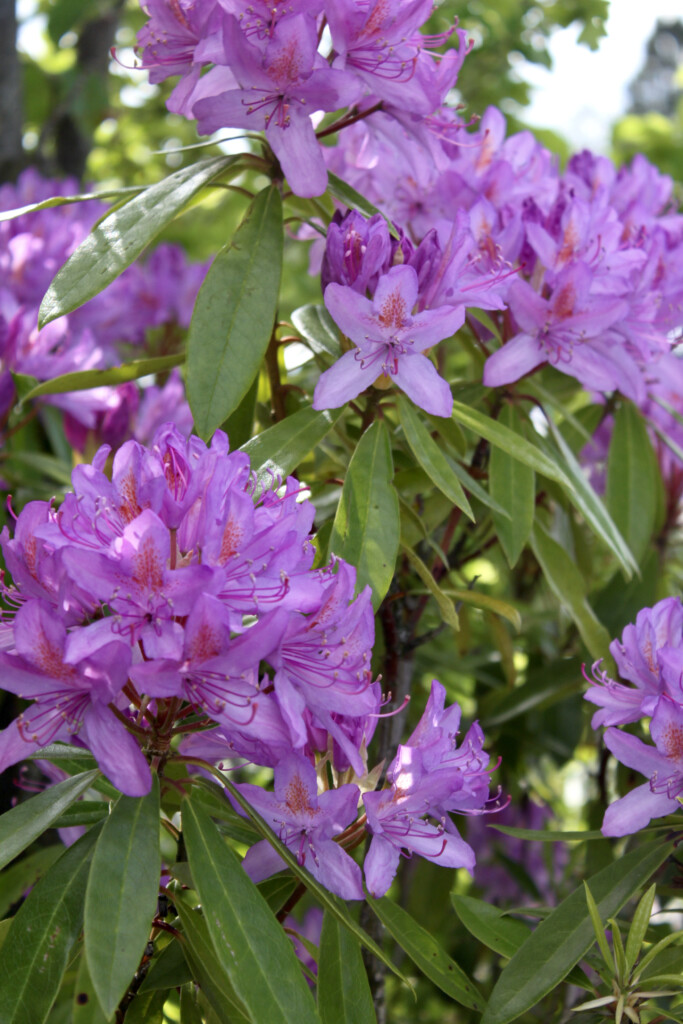 Rhododendrons