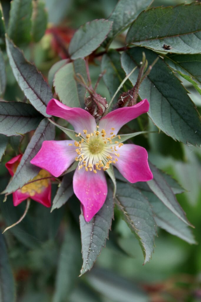 Wild rose