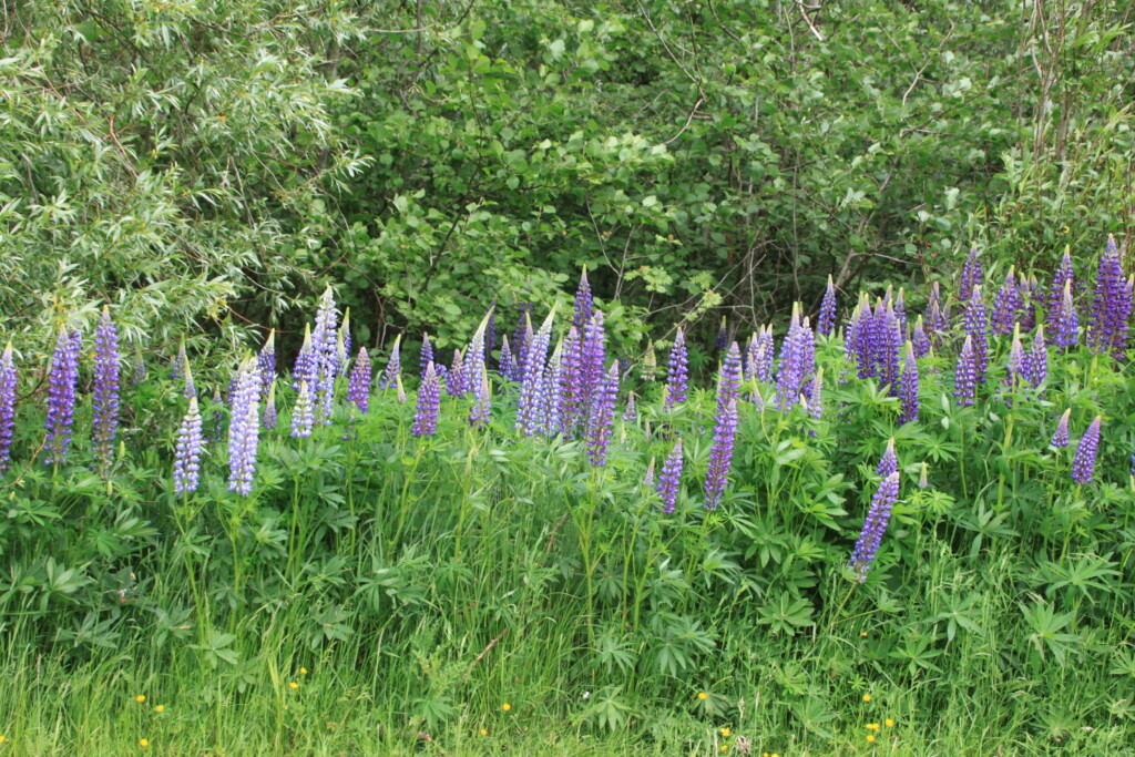 Lupines