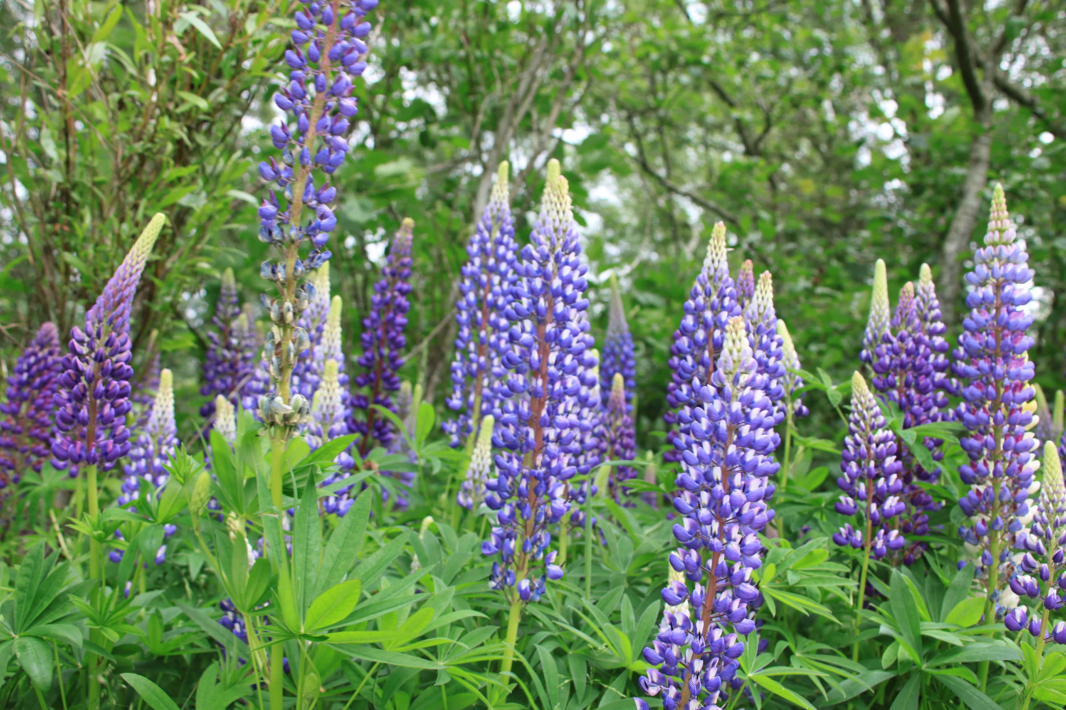 Even More Lupines — FOTD July 05